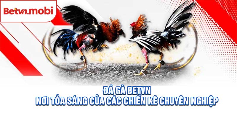 Đá Gà Betvn